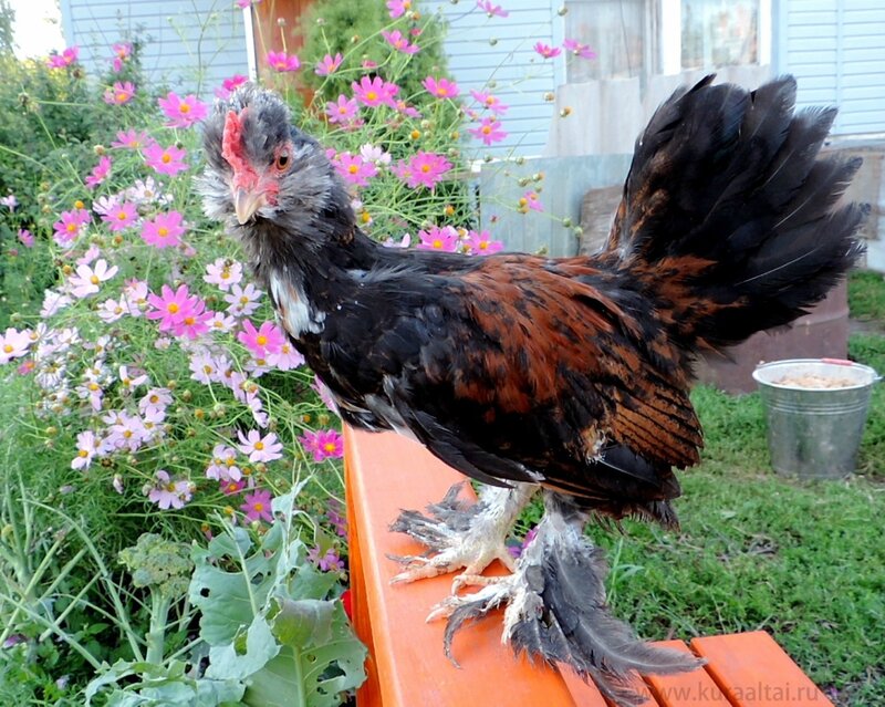 29 августа 2014