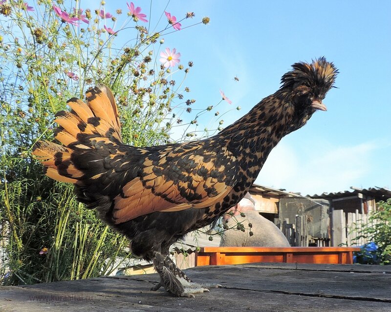 Молодняк 2014