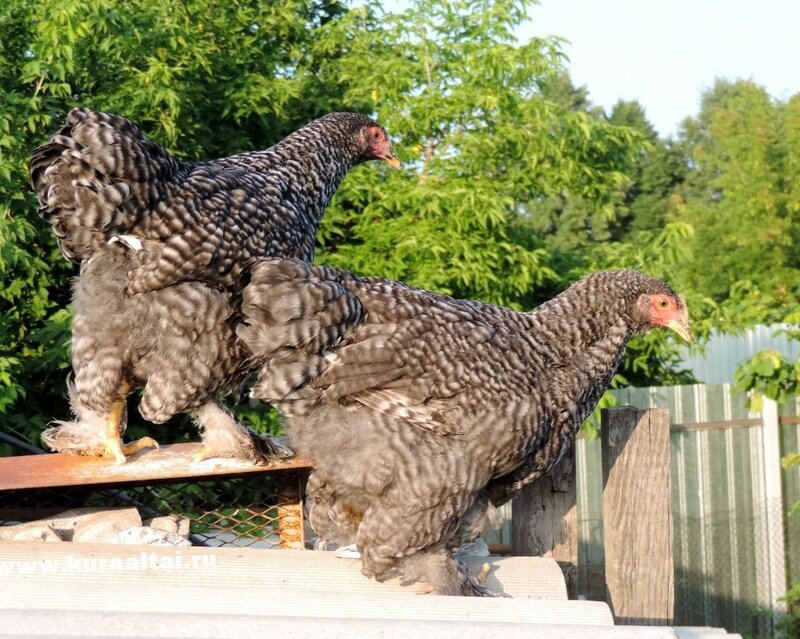 4 августа 2014