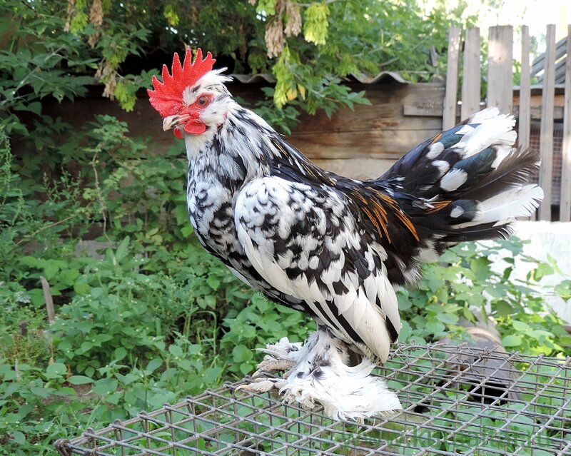 Молодняк 2014