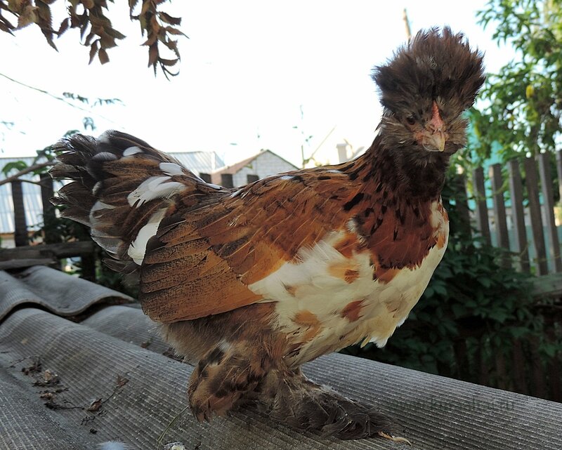 Молодняк 2014