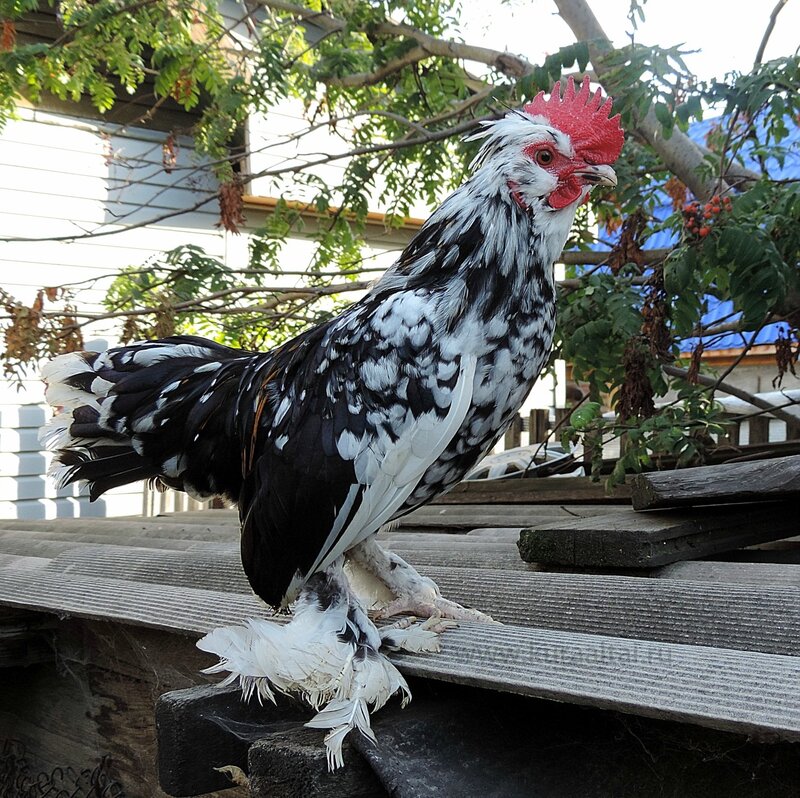 Молодняк 2014