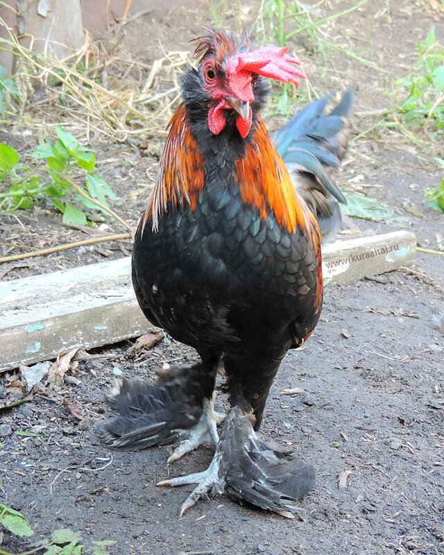 Молодняк 2014