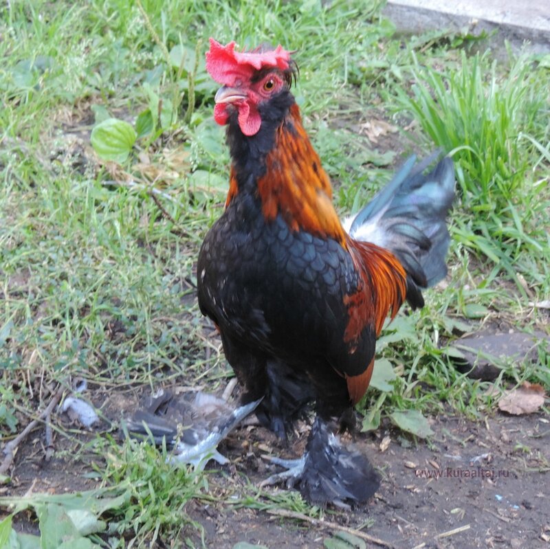 Молодняк 2014