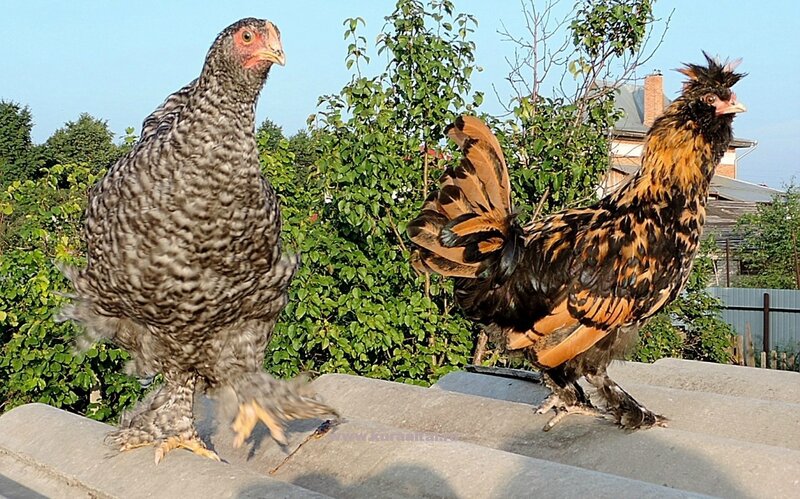 4 августа 2014