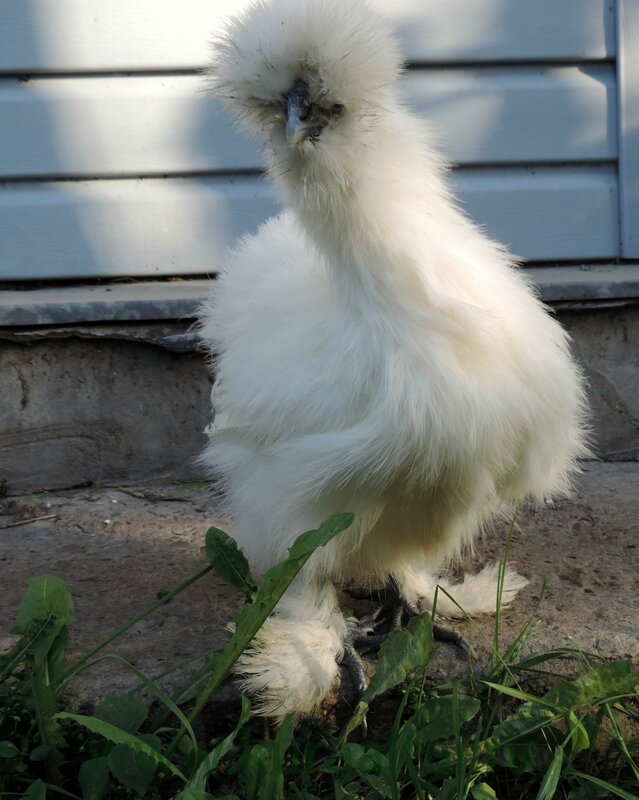 Молодняк 2014