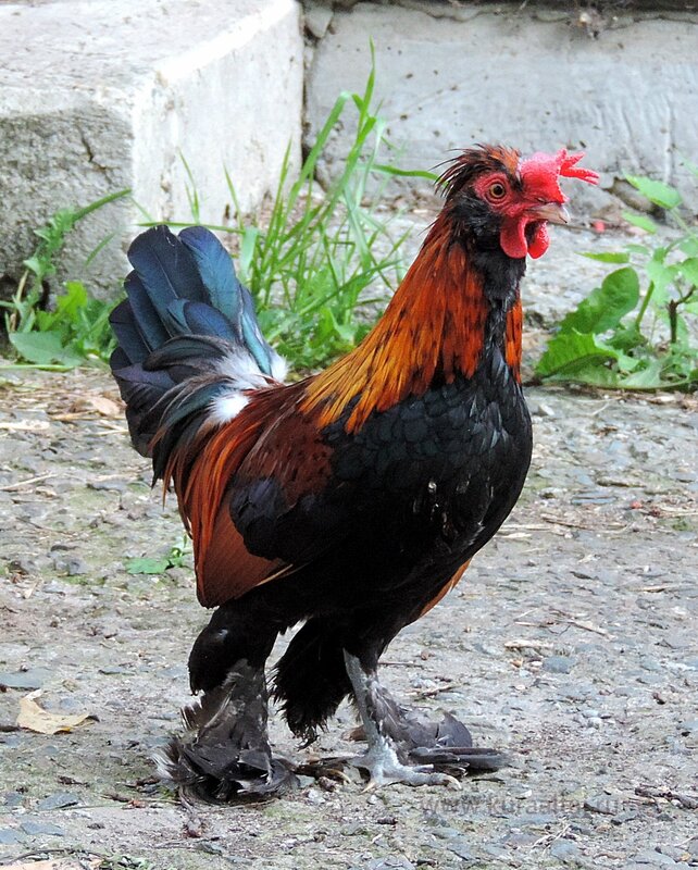 Молодняк 2014