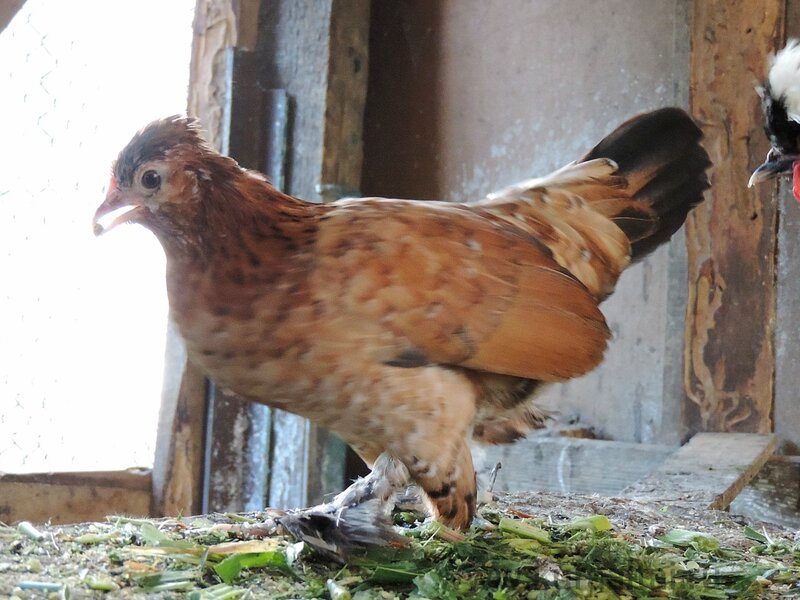 Молодняк 2014