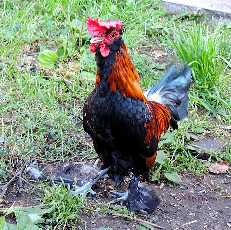 Молодняк 2014