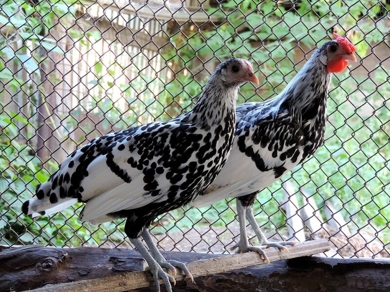 Молодняк 2014