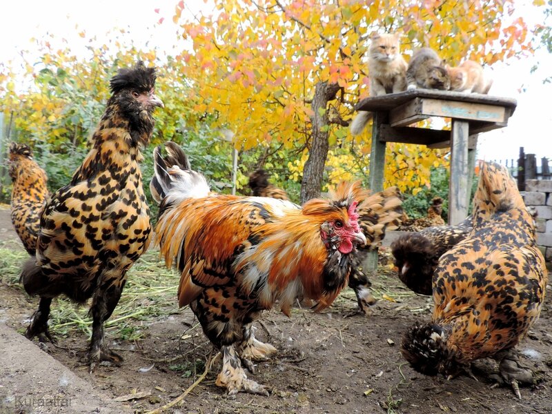 Осеннее настроение