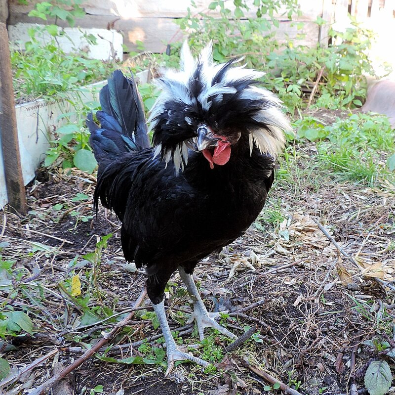 Молодняк 2014