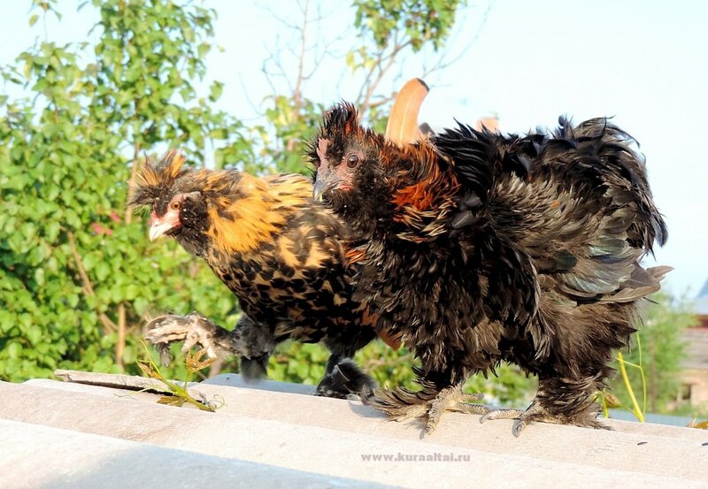 4 августа 2014