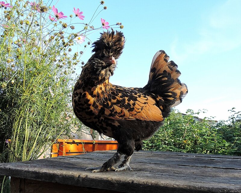 Молодняк 2014