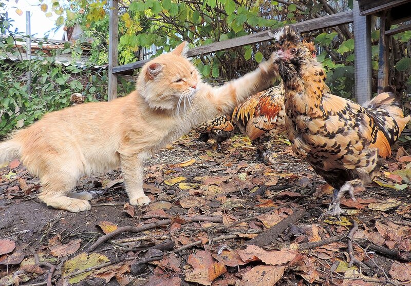 -Дай пять. -Не, лучше обнимашки!