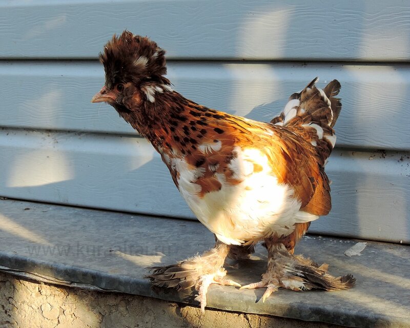 Молодняк 2014