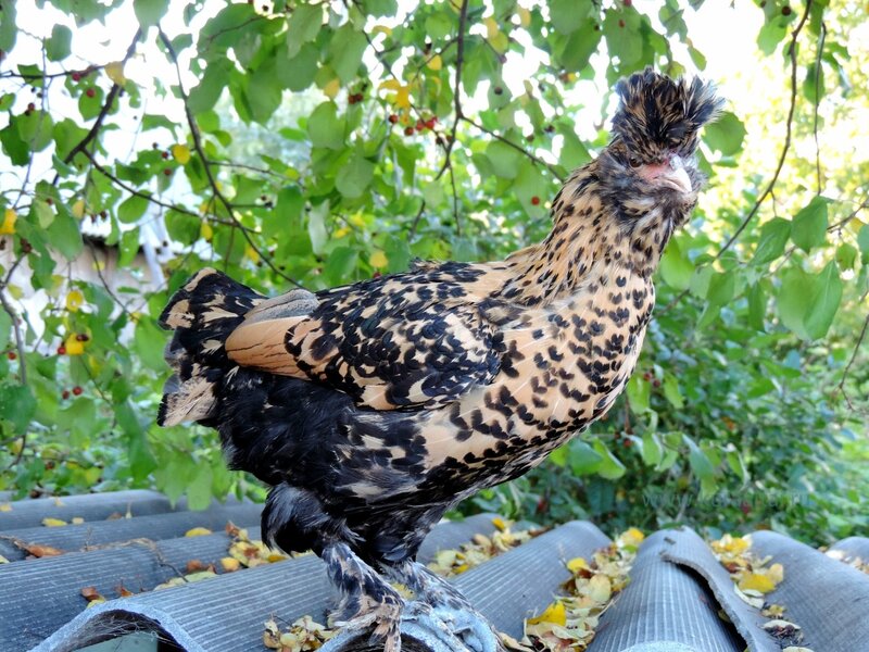 Молодняк 2014