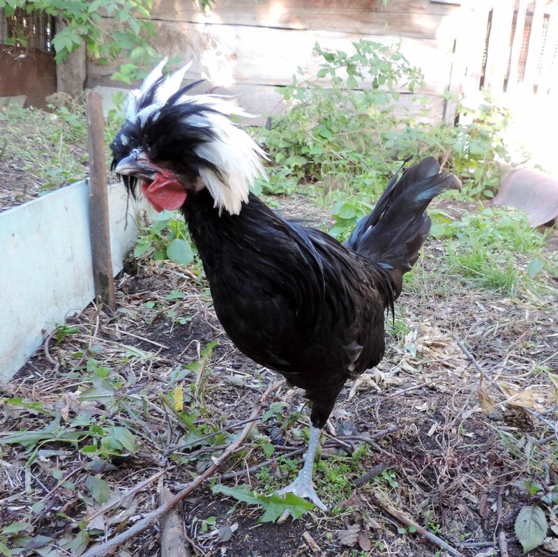 Молодняк 2014