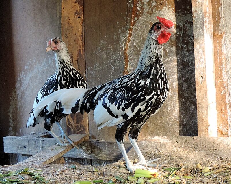 Молодняк 2014