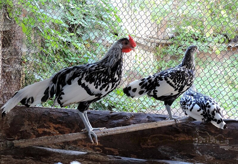 Молодняк 2014