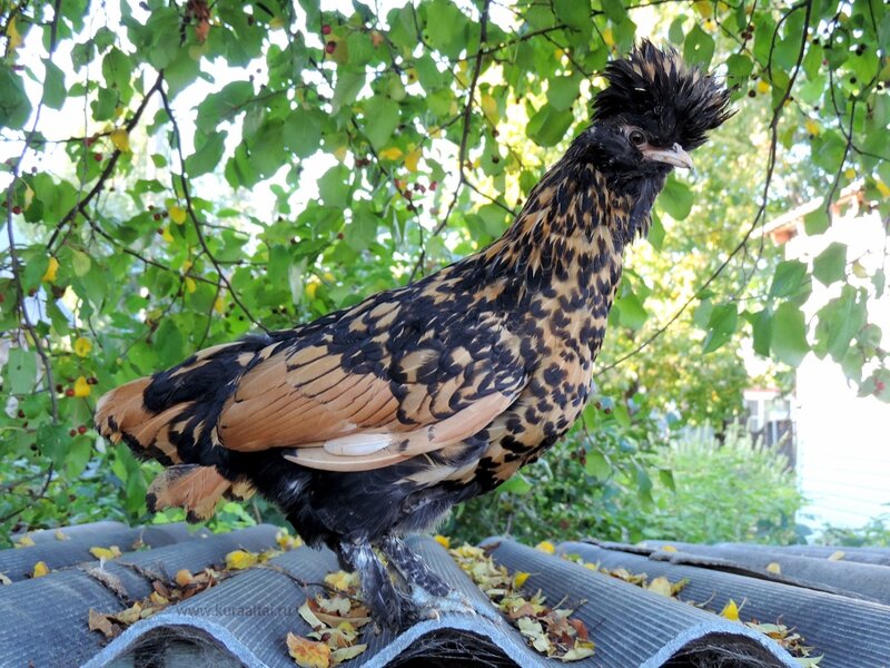 Молодняк 2014