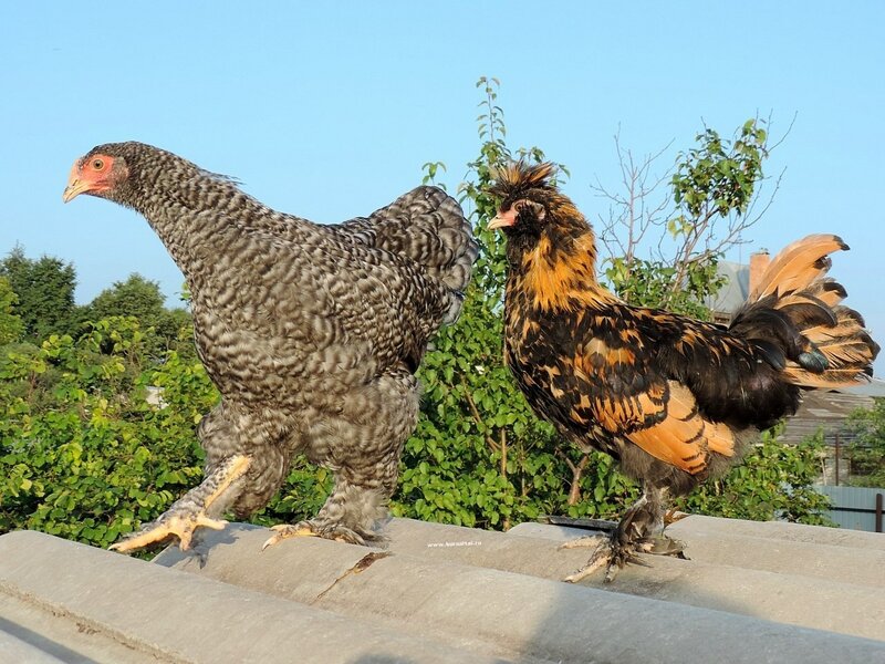 4 августа 2014