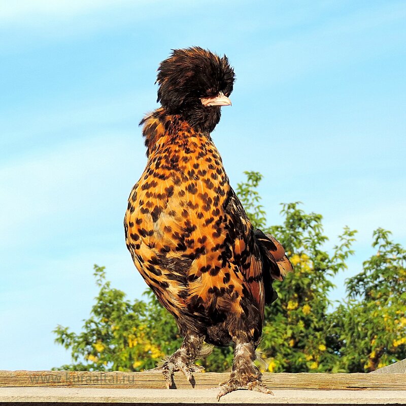 29 августа 2014