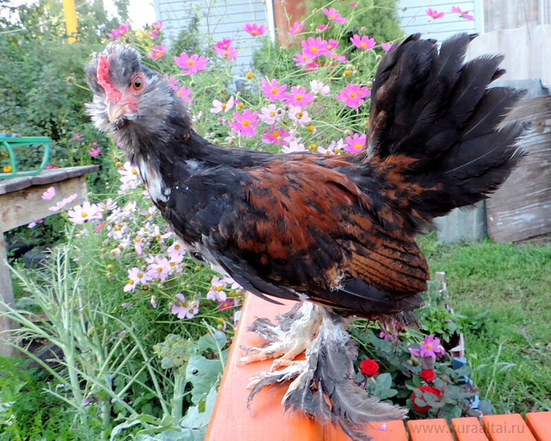 29 августа 2014