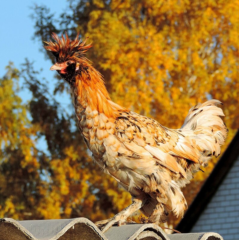 27 сентября 2014