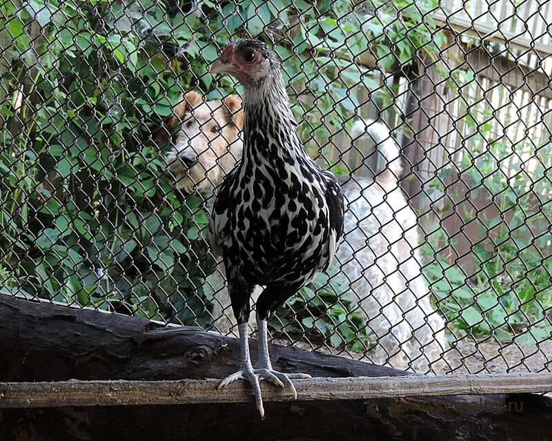 Молодняк 2014