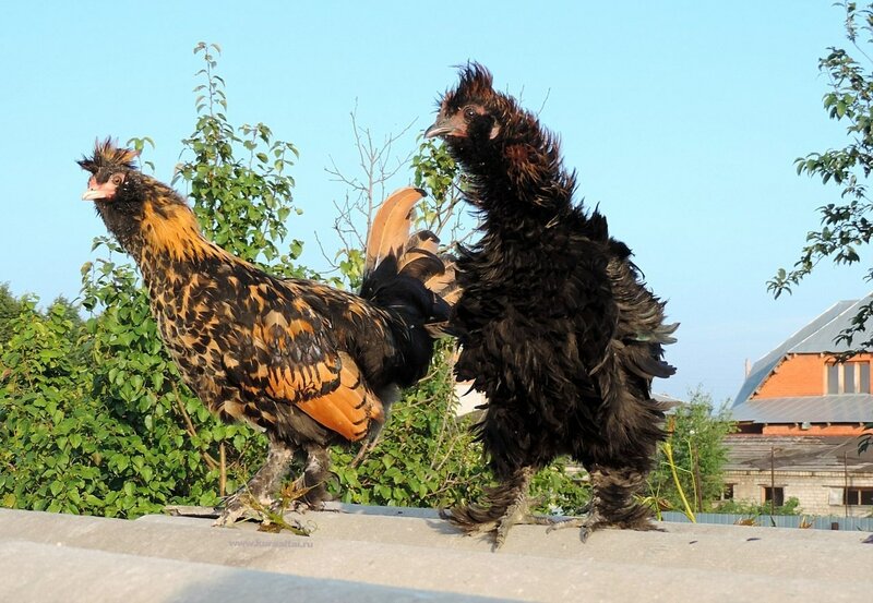 4 августа 2014