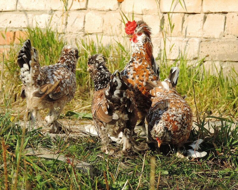 Алтайская бентамка