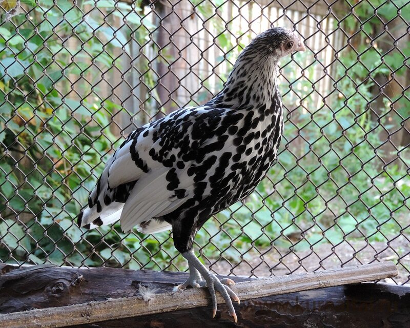 Молодняк 2014