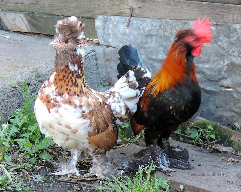 Молодняк 2014