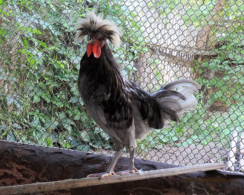 Молодняк 2014