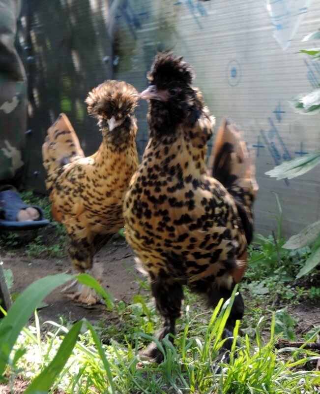 Молодняк, 4 месяца, 2013