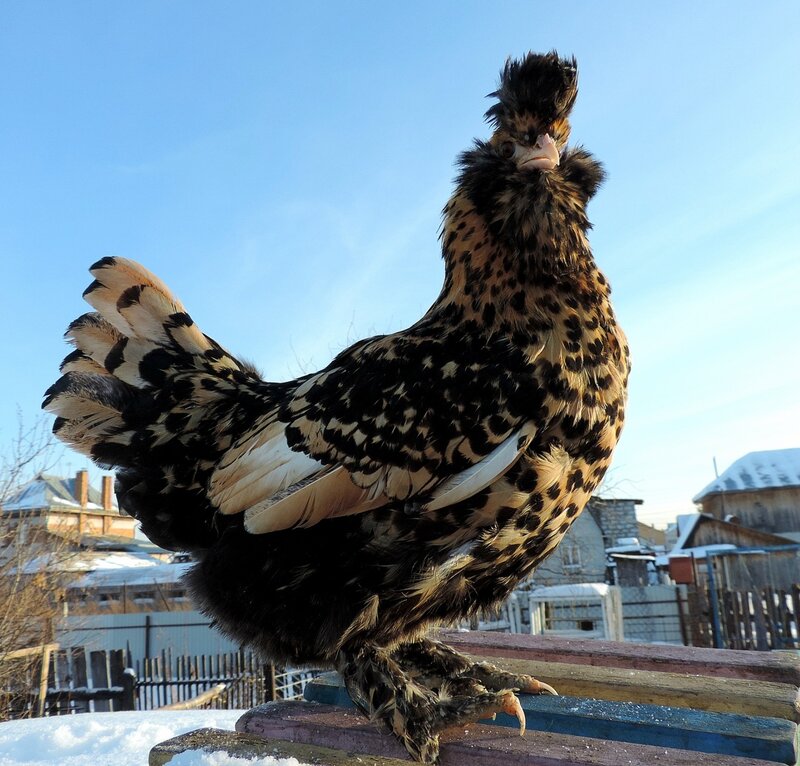 Павловская курочка