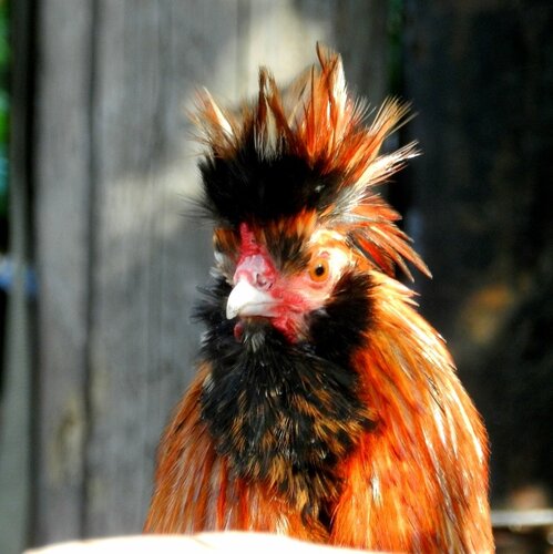 Павловская