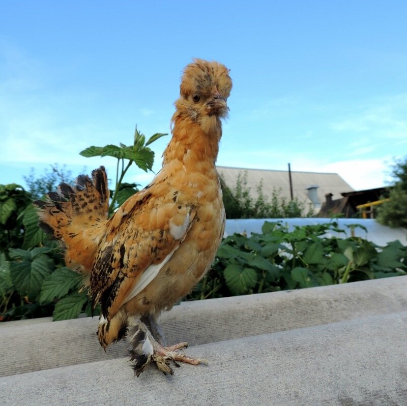 Курочка Бентамка