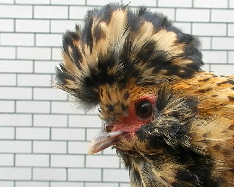 Хохол Хохол