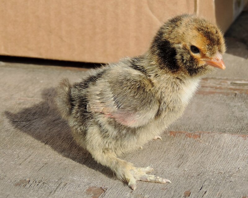 20 апреля 2014