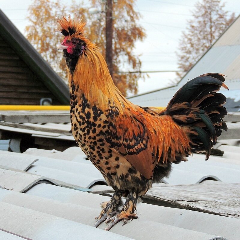 4 октября 2013