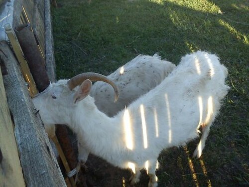 ферма мартыновых