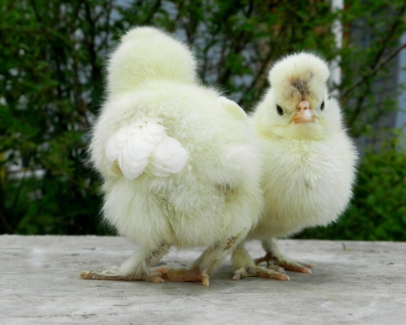 8 июня 2013 Павловские цыплята