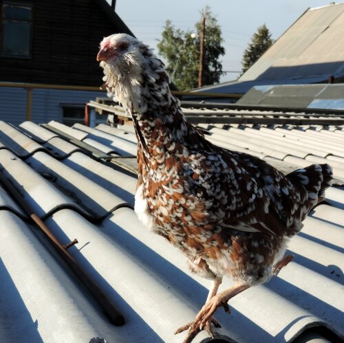 Орловская ситцевая