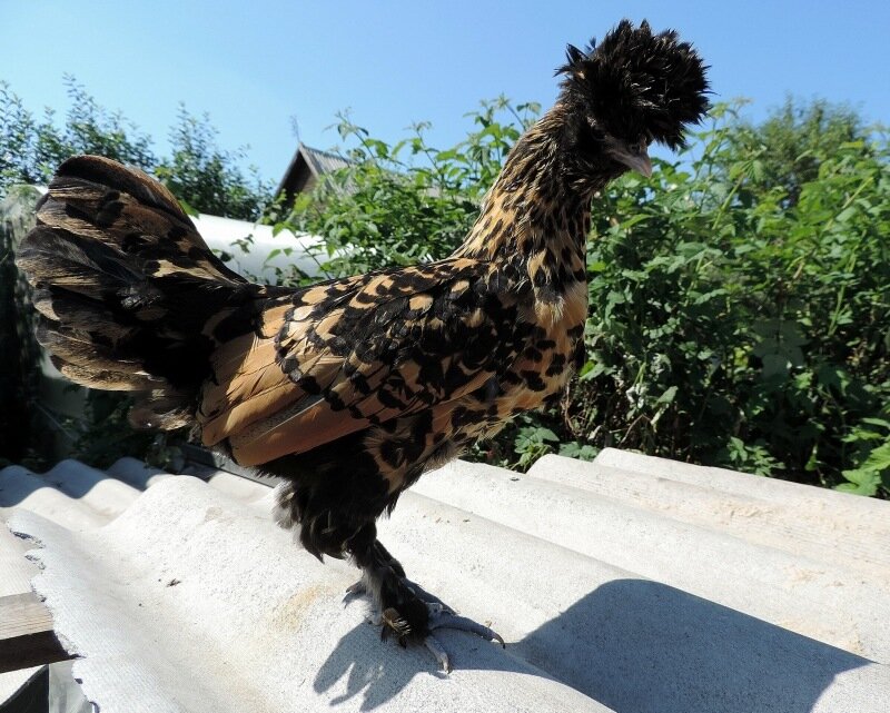 Молодняк, 4 месяца, 2013