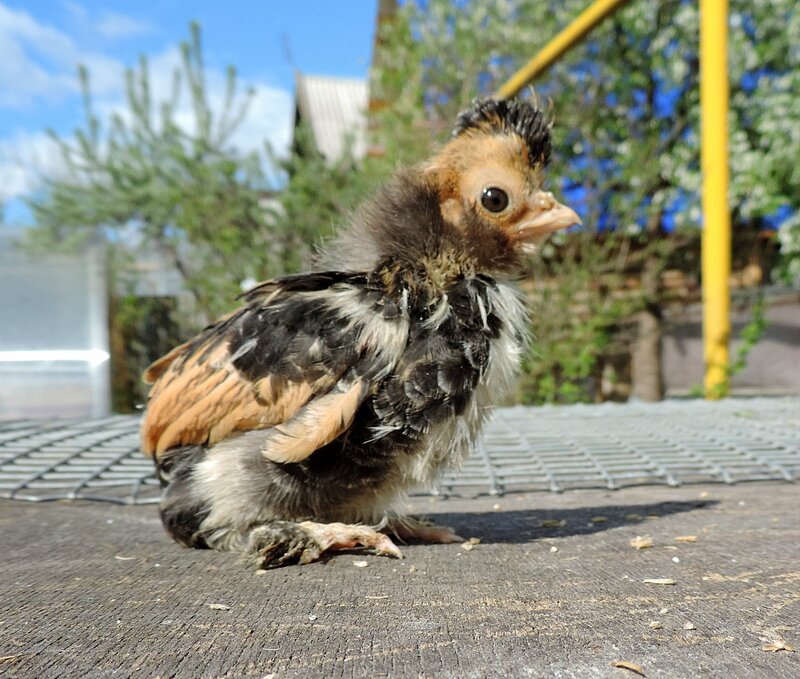 Павловские цыплята 2014