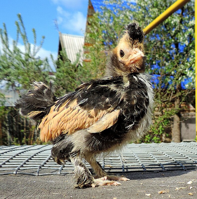 Павловские цыплята 2014