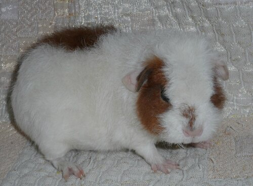 рекс крестед