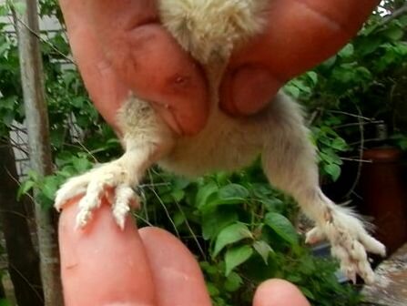 ПАВЛОВСКИЙ